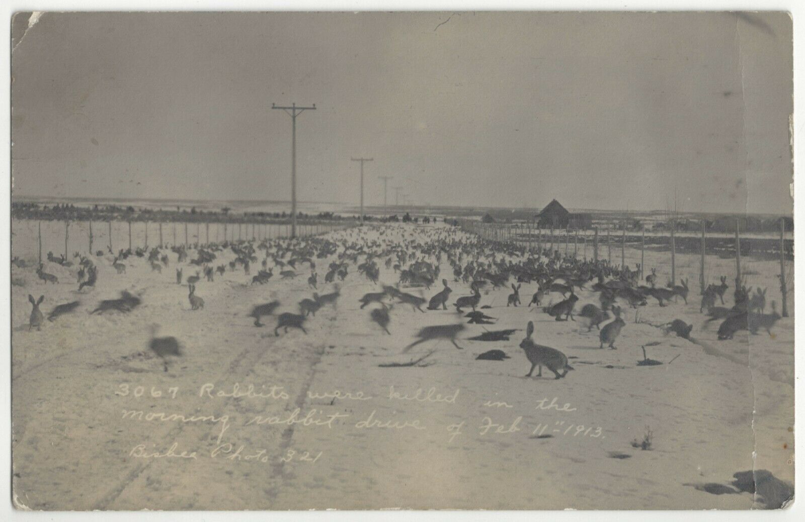 1913 Burley, Idaho - REAL PHOTO Rabbit Drive, 3,067 Killed, Vintage Postcard
